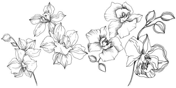 Fiori di orchidea tropicale vettoriale. Fiore botanico floreale. Elemento di illustrazione isolato. Fiordaliso vettoriale per sfondo, texture, motivo avvolgente, cornice o bordo
. - Vettoriali, immagini