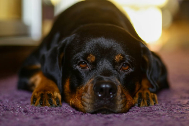 Rottweiler's dog head close-up - 写真・画像