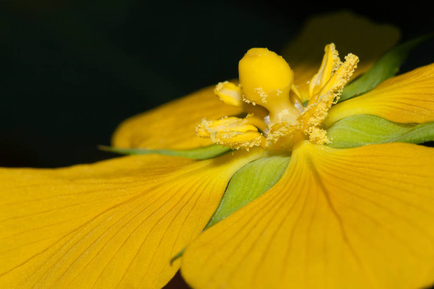 Un primer plano de una hermosa flor amarilla - Foto, imagen