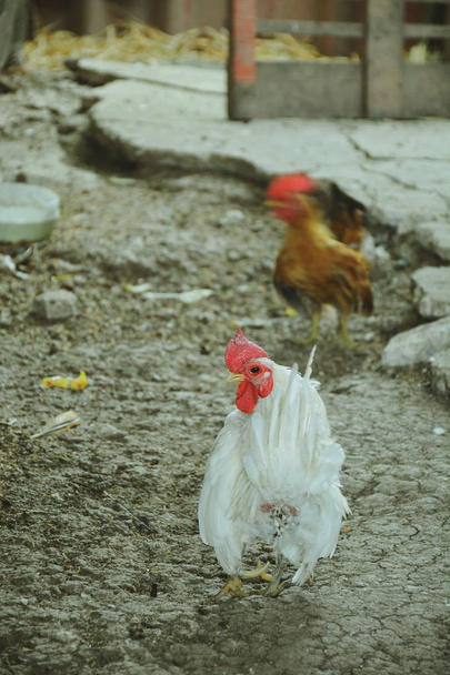 Симпатичная и красивая курица на ферме
 - Фото, изображение