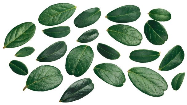 Puolukka lehdet (Vaccinium vitis-idaea lehtineen), ylhäältä
 - Valokuva, kuva