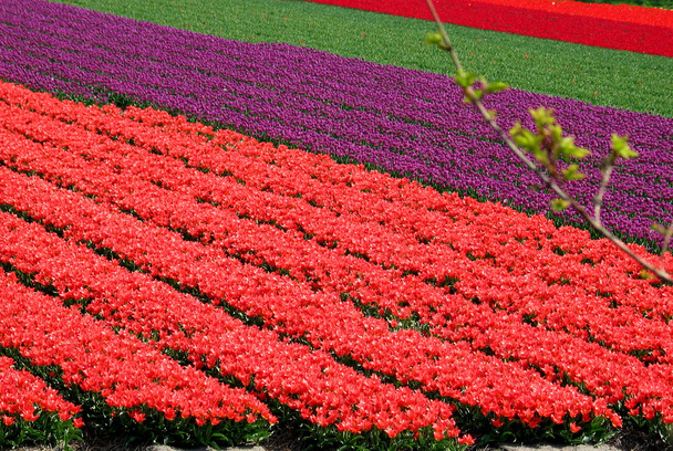 Тюльпан полі біля Lisse, Нідерланди - Фото, зображення
