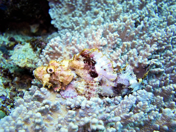 scorpion fish, Coral Sea, Bali, Indonesia - Photo, Image