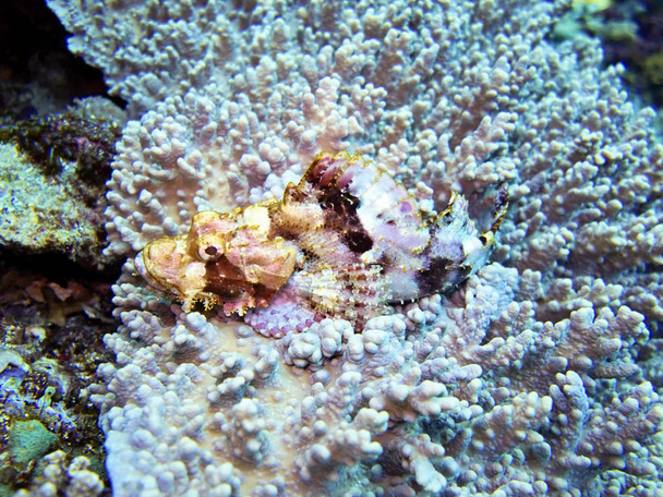 scorpion fish, Mer de corail, Bali, Indonésie
 - Photo, image