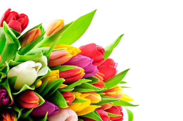 Colori misti Tulip Bunch con gocce d'acqua
 - Foto, immagini