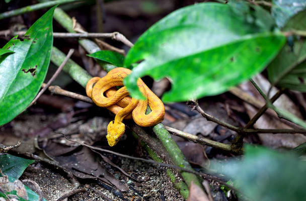 Sárga szempilla Palm gödör vipera / Schlegel-lándzsakígyó / Costa Rica / Cahuita - Fotó, kép