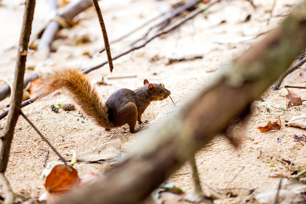 Écureuil à queue rousse / Costa Rica / Cahuita
 - Photo, image