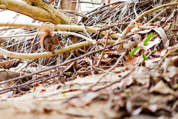 Écureuil à queue rousse / Costa Rica / Cahuita
 - Photo, image