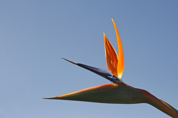 Strelitzia reginae, uccello del paradiso flo
 - Foto, immagini
