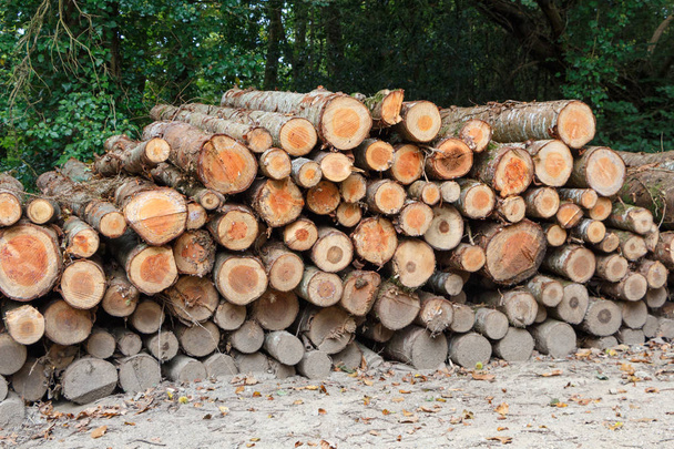 купа дерев'яних колод в лісі восени
 - Фото, зображення