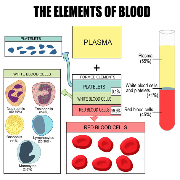 Елементи крові
 - Вектор, зображення