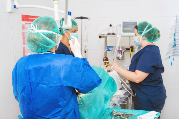 Tierarzt-Team im Operationssaal, in dem ein Hund operiert wird - Foto, Bild