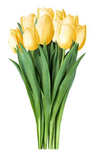 жовті тюльпани
 - Фото, зображення