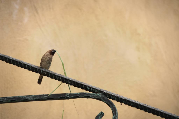 Sparrow bite grass blade - Photo, Image