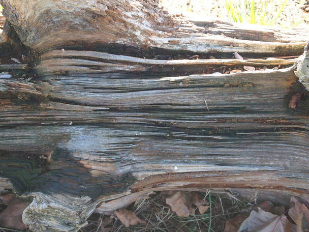 Struttura della corteccia dell'albero - Foto, immagini