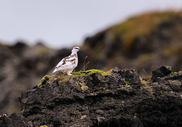A beautiful ptarmigan, almost in its winter coat, sits on mossy rocks in the Snaefellsnes Peninsula in Iceland - Photo, Image