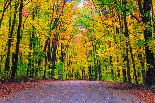 Luminosa e colorata vegetazione su entrambi i lati di una strada nel Parco Provinciale di Algonquin in autunno / autunno
 - Foto, immagini