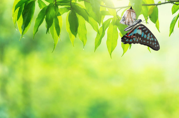 Verbazingwekkend moment over vlinder verandering van vorm chrysalis. - Foto, afbeelding