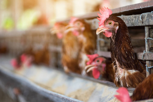 Gallinas en jaulas cerradas en granja, industria del pollo, enfoque suave, alta ISO
. - Foto, imagen