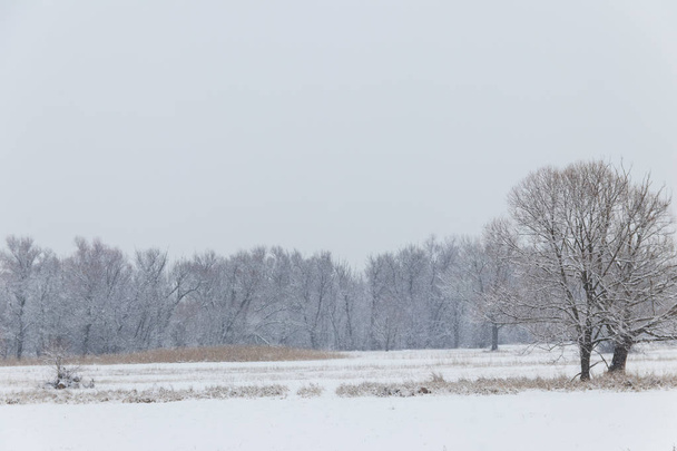 Zimní venkovská krajina se zasněženou loukou a stromy pokryté sněhem - Fotografie, Obrázek