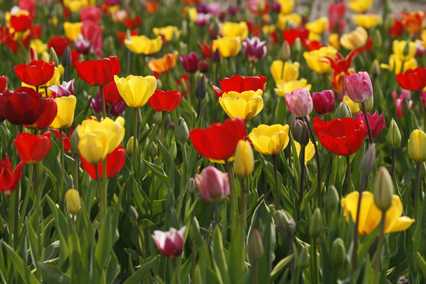 Поле тюльпанів у Нижній Саксонії (Німеччина). - Фото, зображення