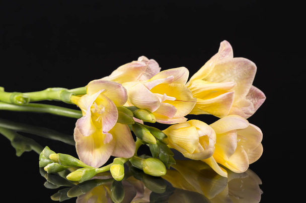Flores de hermosa lila amarilla freesia aislada sobre fondo negro, reflejo espejo
 - Foto, Imagen