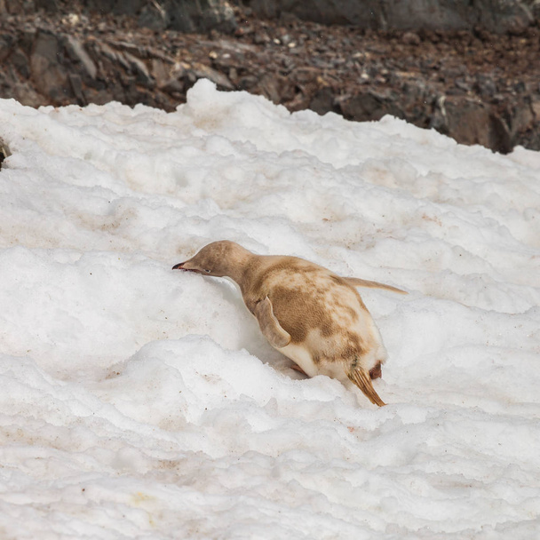 genetische Störungen Pinguin auf dem Felsen und schmutzigem Schnee - Foto, Bild
