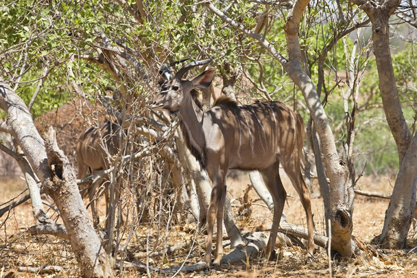 mężczyzna większa kudu, Tragelaphus strepsiceros, Park Narodowy Chobe, Botswany - Zdjęcie, obraz
