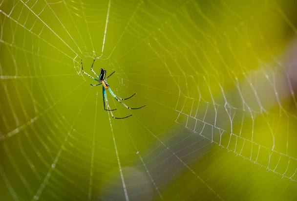 αράχνη σχετικά με ιστούς αράχνης στην Ινδονησία - Φωτογραφία, εικόνα