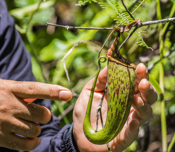 sulawesi nepenthes endêmica em Sulawesi Indonesia
. - Foto, Imagem