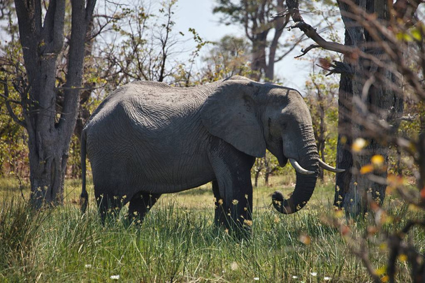 elefante, Loxodonta africana, en el Parque Nacional Okawango, Botsuana
 - Foto, Imagen