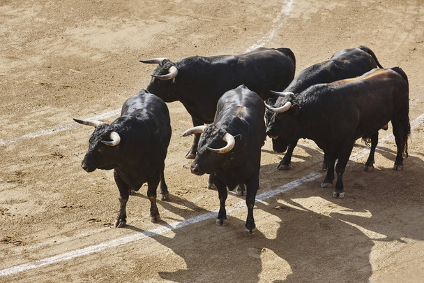 Harci bikák az arénában. Bikaviadal-aréna. Toro bravo. Spanyolország. Vízszintes - Fotó, kép