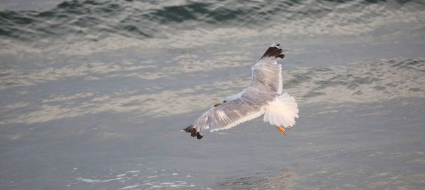 zeemeeuw met witte en grijze veren vliegt over de stormachtige zee - Foto, afbeelding