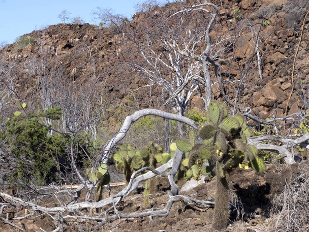 Le paysage sur l'île de Baltra est composé de pierres de lave, Galapagos, Équateur
 - Photo, image