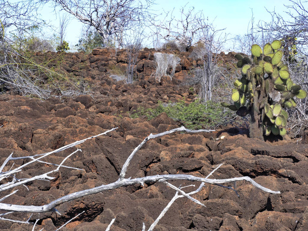 A táj a Balti sziget alkotja kövekkel, Galapagos, Ecuador - Fotó, kép