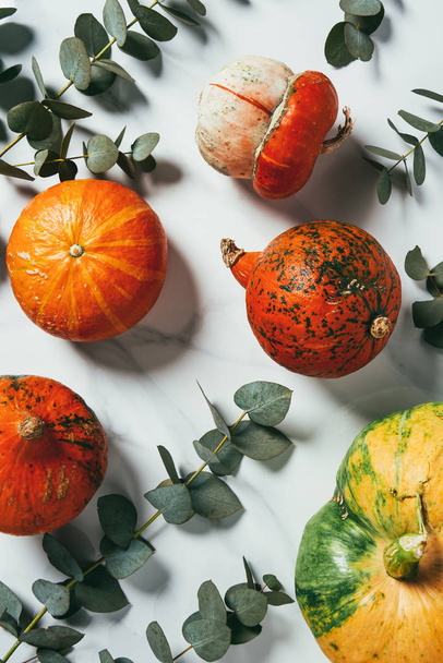 top view of organic pumpkins and eucalyptus leaves on white background - Foto, Imagem