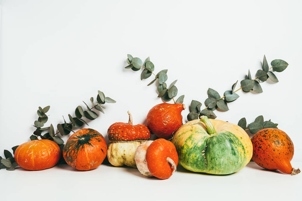 colorful pumpkins with eucalyptus leaves on white background - Valokuva, kuva