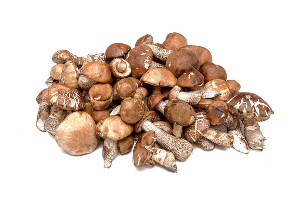 Heap of brown cap boletus lessinum scabrum isolated on white background. - Photo, Image