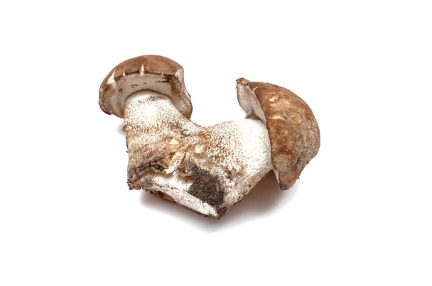 Brown cap boletus leccinum scabrum isolated on white background. - Zdjęcie, obraz