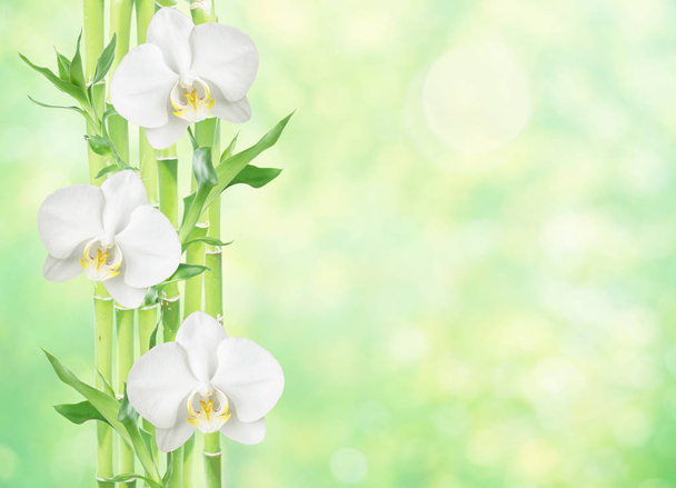 Verschillende stam van Lucky Bamboo (Dracaena Sanderiana) met groene bladeren en drie witte orchidee bloemen op geel-groene natuurlijke achtergrond, met kopie-ruimte - Foto, afbeelding