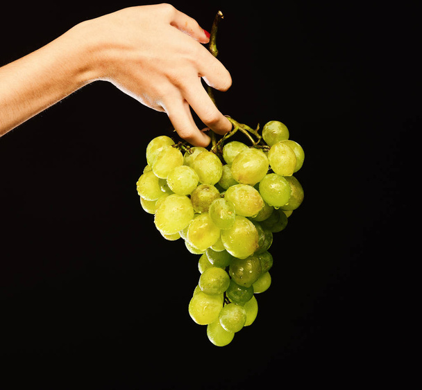 Cluster of white or green grapes in girls fingers. - Foto, afbeelding