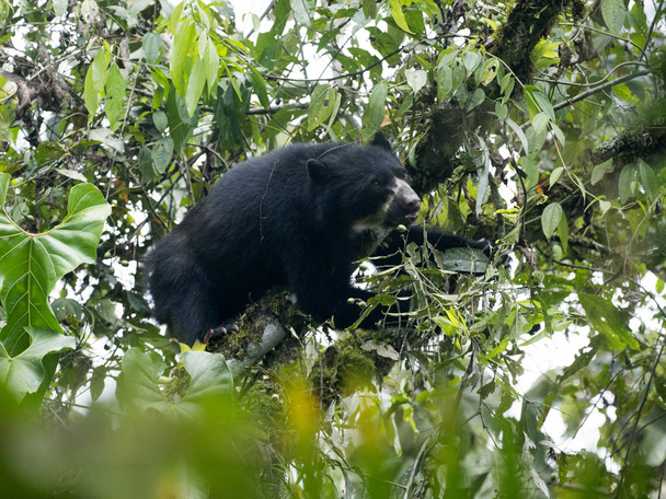 Очковий ведмідь, змія вишукана Очковий ведмідь, подається на дереві в гірських туманні лісу Maquipucuna, Еквадор - Фото, зображення