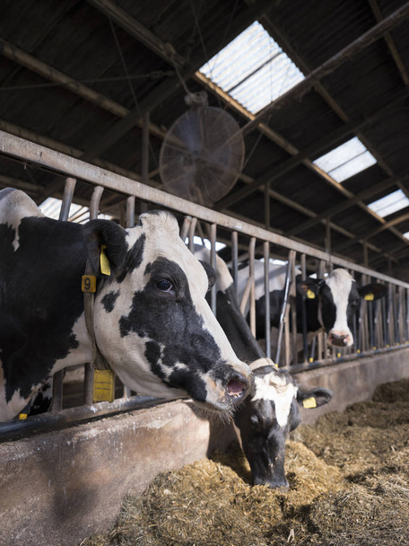 vaches Holstein tachetées noires et blanches se nourrissent à l'intérieur de la grange sur la ferme hollandaise à holland
 - Photo, image