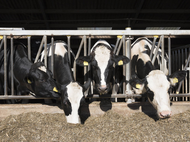 μαύρα και άσπρα στίγματα αγελάδες Χολστάιν ζωοτροφών σε μισό ανοικτό αχυρώνα στην ολλανδική φάρμα στην Ολλανδία - Φωτογραφία, εικόνα