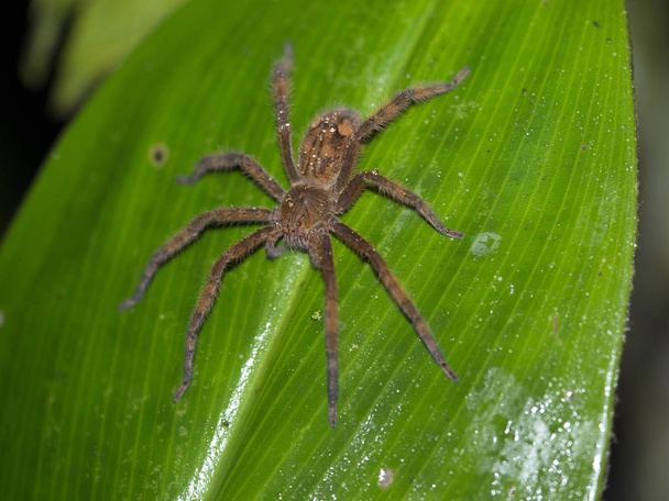 Αράχνη σχετικά με το ομιχλώδες δάσος στο βουνό Maquipucuna, Ισημερινός - Φωτογραφία, εικόνα