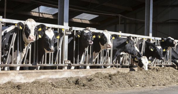 черно-белые пятнистые гольштейнские коровы кормятся в наполовину открытом сарае на голландской ферме
 - Фото, изображение