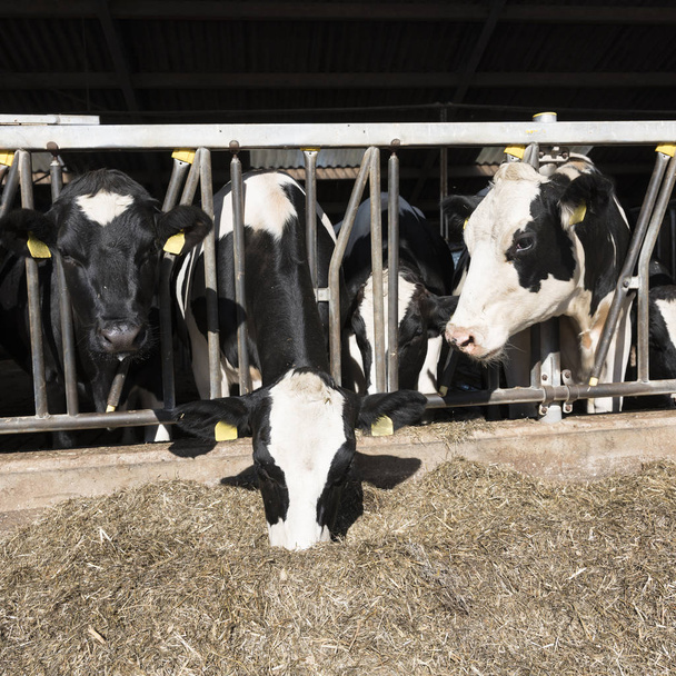 vacas holstein manchadas en blanco y negro se alimentan en granero medio abierto en la granja holandesa en Holanda
 - Foto, imagen