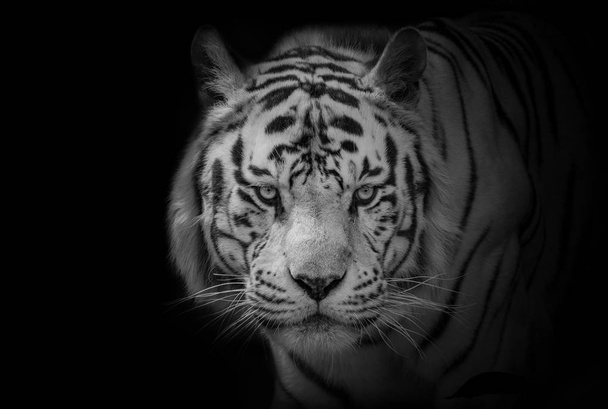 Bengal beyaz kaplan, düşük anahtar (Panthera tigris tigris) - Fotoğraf, Görsel