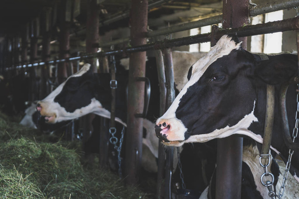 Vacas dentro del granero en la granja lechera
. - Foto, imagen