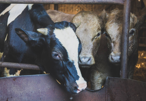Cows inside the barn on dairy farm. - Foto, imagen